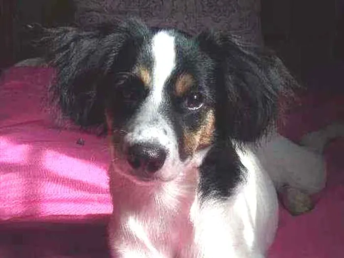 Cachorro ra a Viralata idade 7 a 11 meses nome Brisa