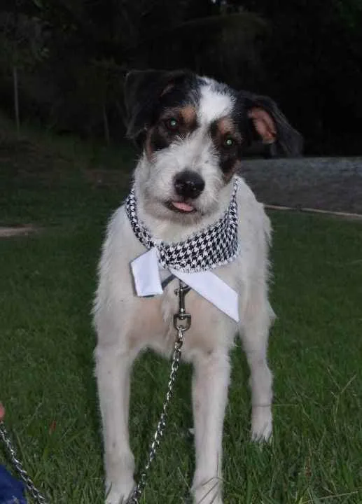 Cachorro ra a SRD idade 1 ano nome Sinatra 
