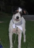 Sinatra