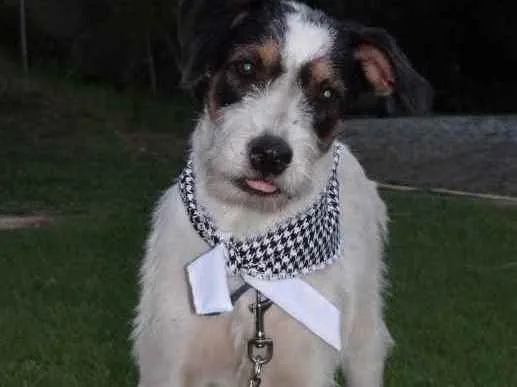 Cachorro ra a SRD idade 1 ano nome Sinatra 