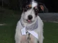 Sinatra