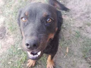 Cachorro raça SRD idade 4 anos nome Buda