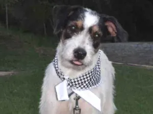 Cachorro raça SRD idade 1 ano nome Sinatra 