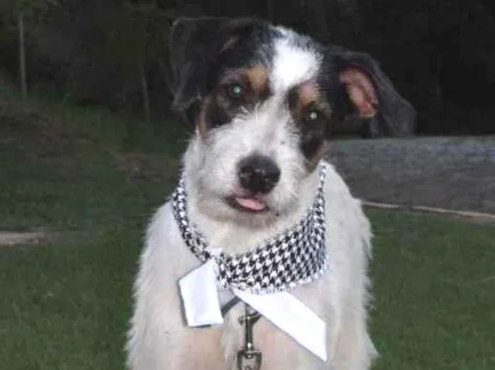 Cachorro ra a SRD idade 1 ano nome Sinatra 