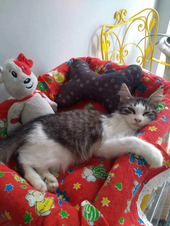 Gato ra a SRD idade 2 a 6 meses nome Joaquim 