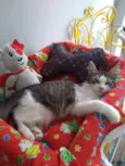 Joaquim