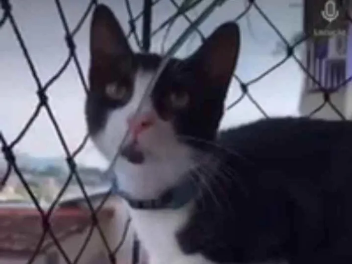 Gato ra a SRD idade 2 a 6 meses nome Paçoca 
