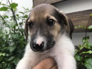 Cachorro raça Sem Raça Definida idade 2 a 6 meses nome Sem nome