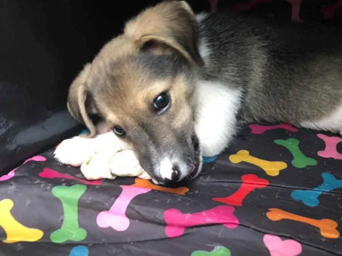 Cachorro raça Sem Raça Definida idade 2 a 6 meses nome Sem nome