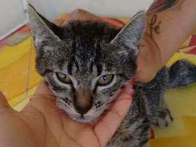Gato raça SRD idade 2 a 6 meses nome Raj