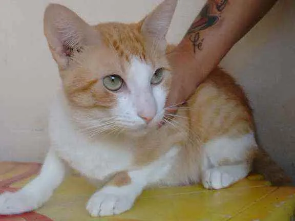 Gato raça SRD idade 2 a 6 meses nome Mirello