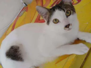 Gato raça SRD idade 2 a 6 meses nome Chaplin