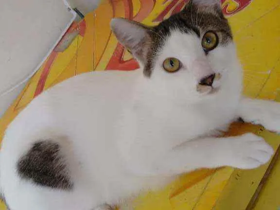 Gato raça SRD idade 2 a 6 meses nome Chaplin