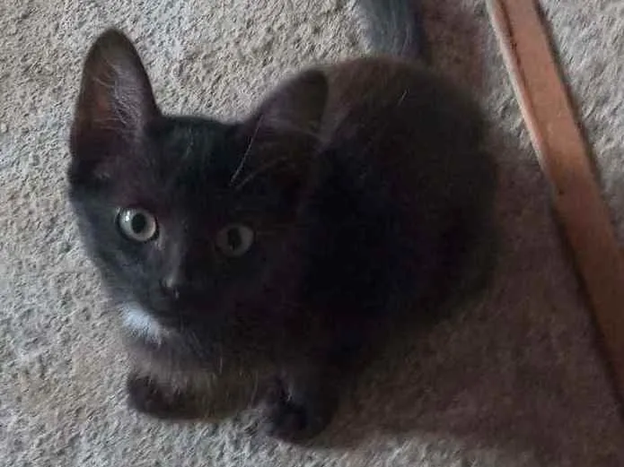 Gato raça SRD idade 2 a 6 meses nome Shirley