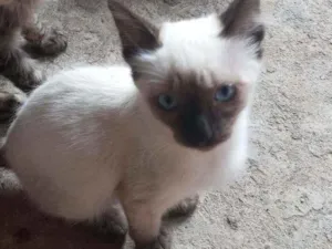 Gato raça SRD idade 2 a 6 meses nome Mirtes