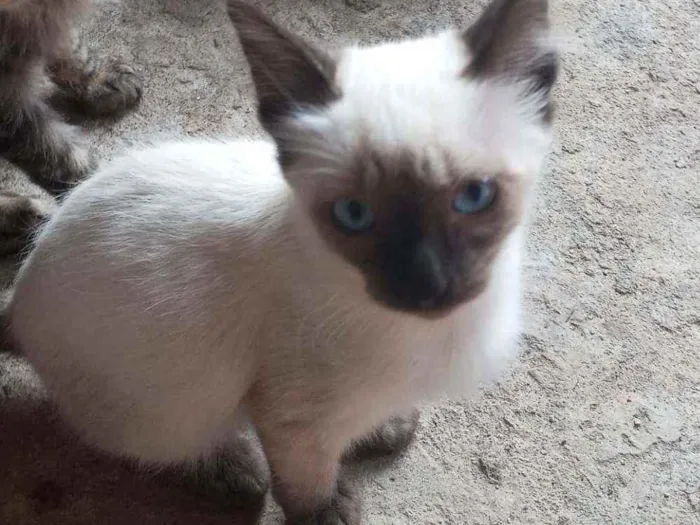 Gato raça SRD idade 2 a 6 meses nome Mirtes