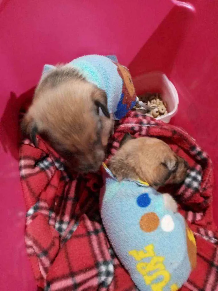 Cachorro ra a Vira lata idade Abaixo de 2 meses nome Sem nome