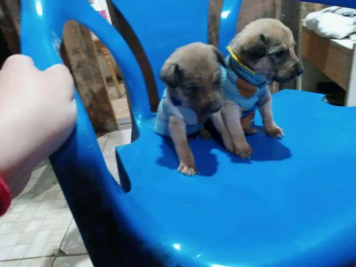 Cachorro ra a Vira lata idade Abaixo de 2 meses nome Sem nome