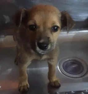 Cachorro ra a SRD-ViraLata idade Abaixo de 2 meses nome Cachorrinha