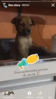 Cachorrinha