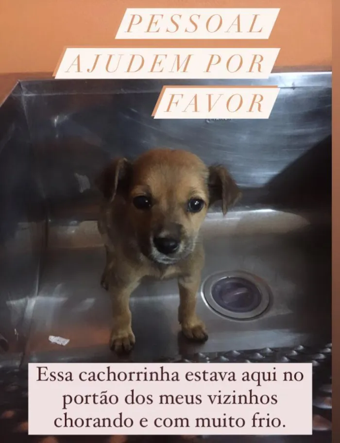 Cachorro ra a SRD-ViraLata idade Abaixo de 2 meses nome Cachorrinha