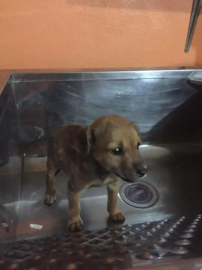 Cachorro ra a SRD-ViraLata idade Abaixo de 2 meses nome Cachorrinha