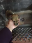 Cachorrinha