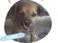 Cachorrinha