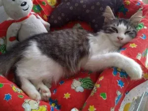 Gato raça SRD idade 2 a 6 meses nome Joaquim 