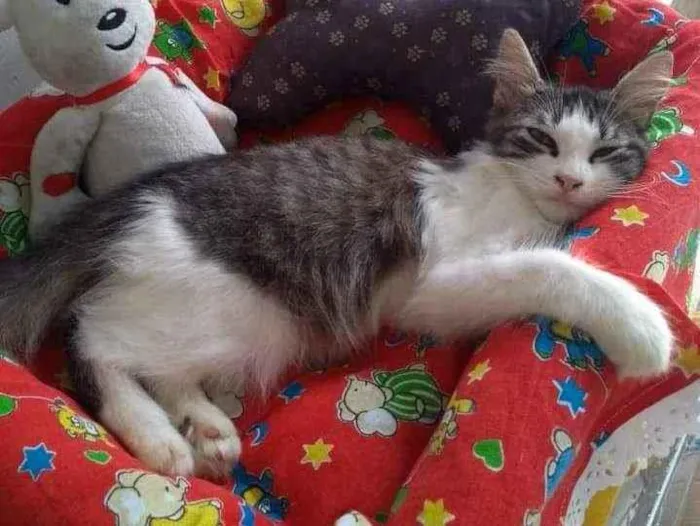 Gato ra a SRD idade 2 a 6 meses nome Joaquim 