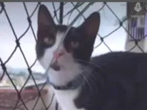 Gato raça SRD idade 2 a 6 meses nome Paçoca 