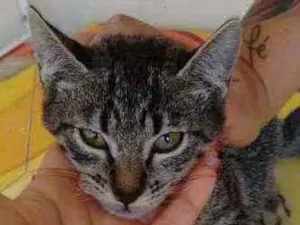 Gato raça SRD idade 2 a 6 meses nome Raj