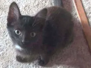 Gato raça SRD idade 2 a 6 meses nome Shirley
