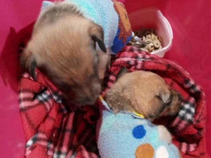 Cachorro ra a Vira lata idade Abaixo de 2 meses nome Sem nome