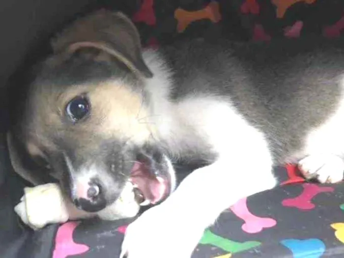 Cachorro raça Sem Raça Definida idade 2 a 6 meses nome Sem nome