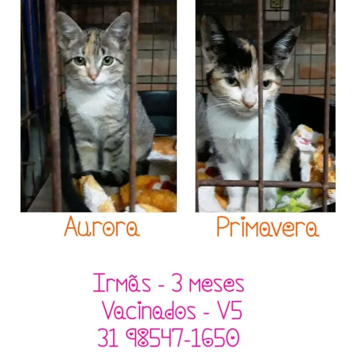 Gato raça SRD idade 2 a 6 meses nome Aurora e Primavera