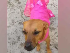 Cachorro raça SRD  idade 3 anos nome Penélope 