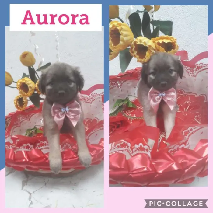 Cachorro raça SRD-ViraLata idade 2 a 6 meses nome AURORA