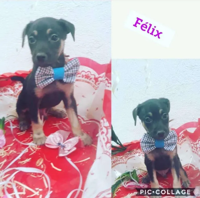 FÉLIX