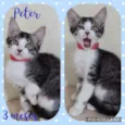 Gato raça SRD  idade 2 a 6 meses nome Peter 
