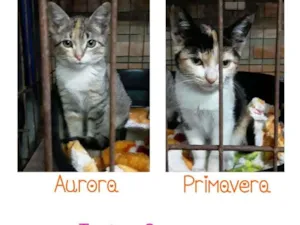 Gato raça SRD idade 2 a 6 meses nome Aurora e Primavera