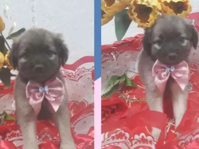 Cachorro raça SRD-ViraLata idade 2 a 6 meses nome AURORA