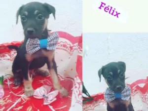 Cachorro raça SRD-ViraLata idade 2 a 6 meses nome FÉLIX
