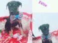 Cachorro raça SRD-ViraLata idade 2 a 6 meses nome FÉLIX