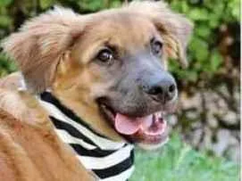 Cachorro raça SRD  idade 2 a 6 meses nome Fubá 