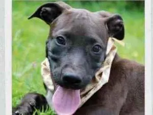 Cachorro raça SRD  idade 2 a 6 meses nome João 