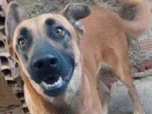 Cachorro raça Fila brasileiro idade 3 anos nome Duquesa