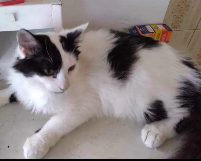 Gato ra a SRD idade 2 a 6 meses nome Kid