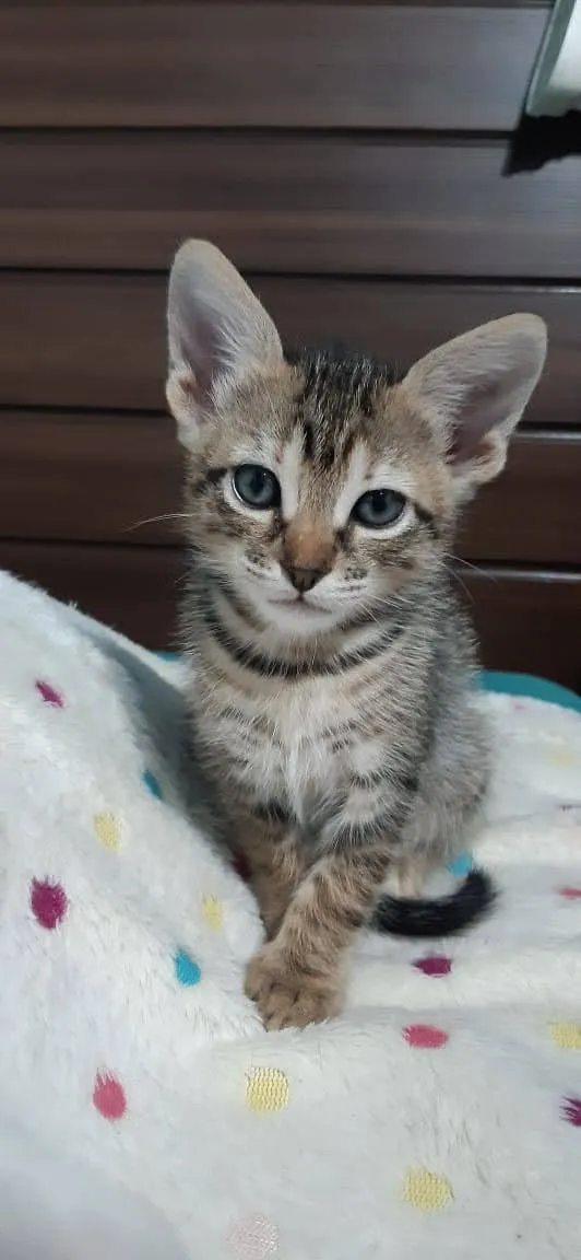Gato ra a SRD idade Abaixo de 2 meses nome Bruninha