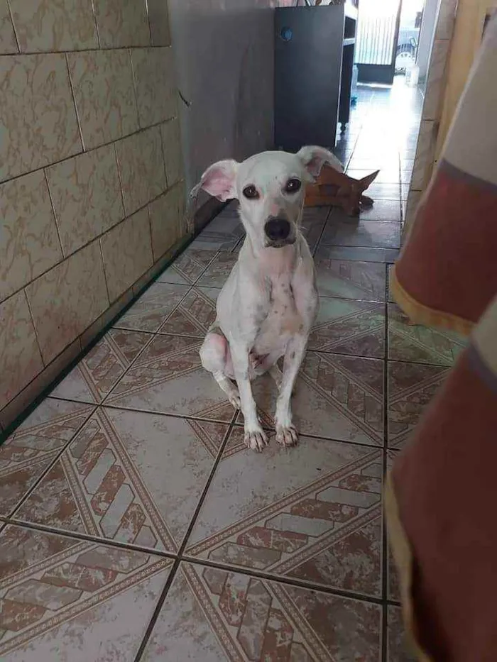 Cachorro ra a SRD idade 1 ano nome Branquinha